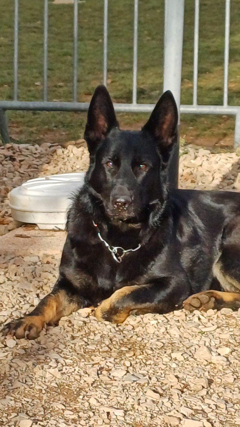 ULYA RONNIE Des éclairs De Fureur