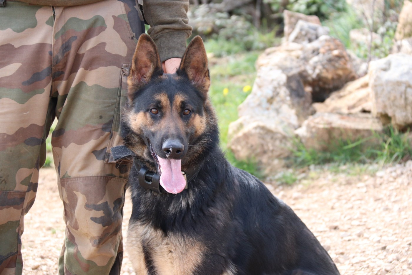 VIxe D'Herrera Del Alcantara