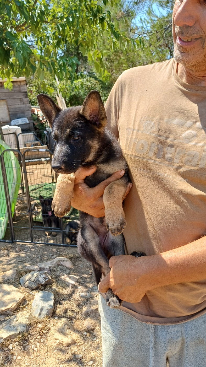 De La Horde De Fenrir - Chiots disponibles - Berger Allemand
