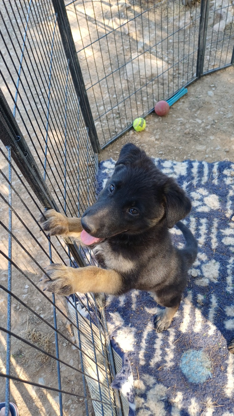 De La Horde De Fenrir - Chiots disponibles - Berger Allemand