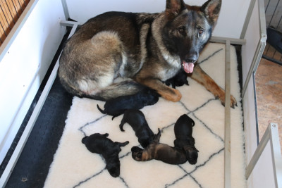 Chiot N°6